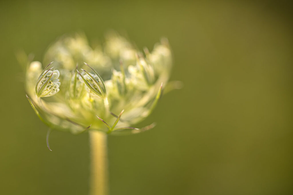 Beauty of a Queen Anne's lace opening bloom