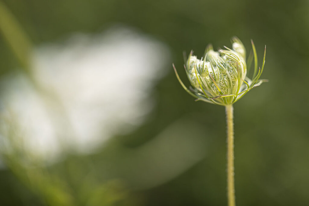 Queen Anne's lace