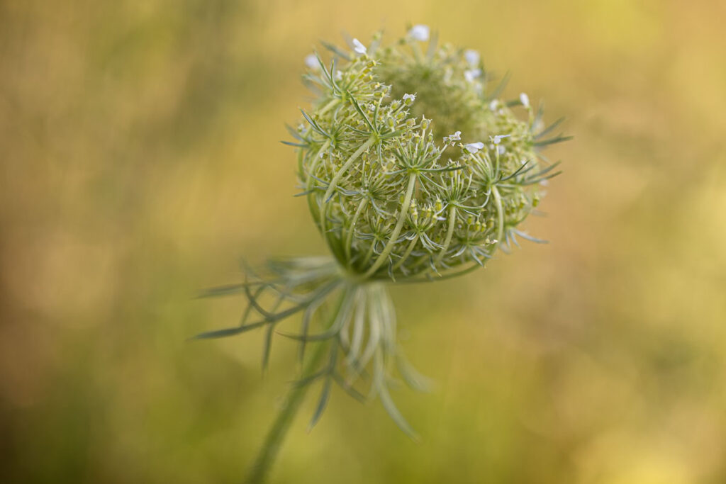 The support pod of Queen Anne's lace