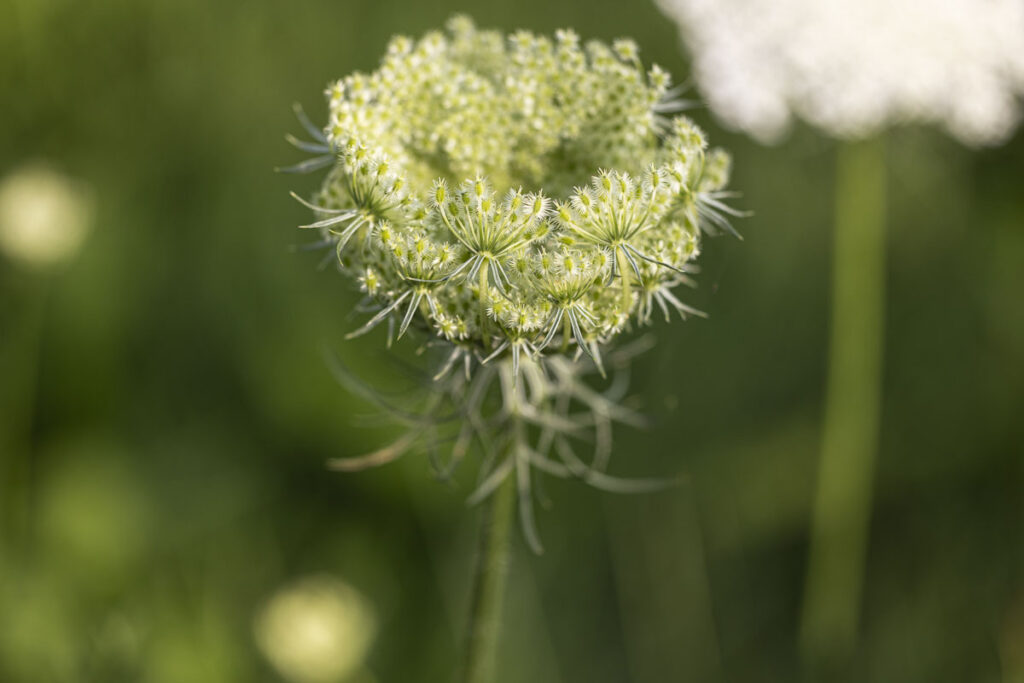 Queen Anne's Lace Unfurling