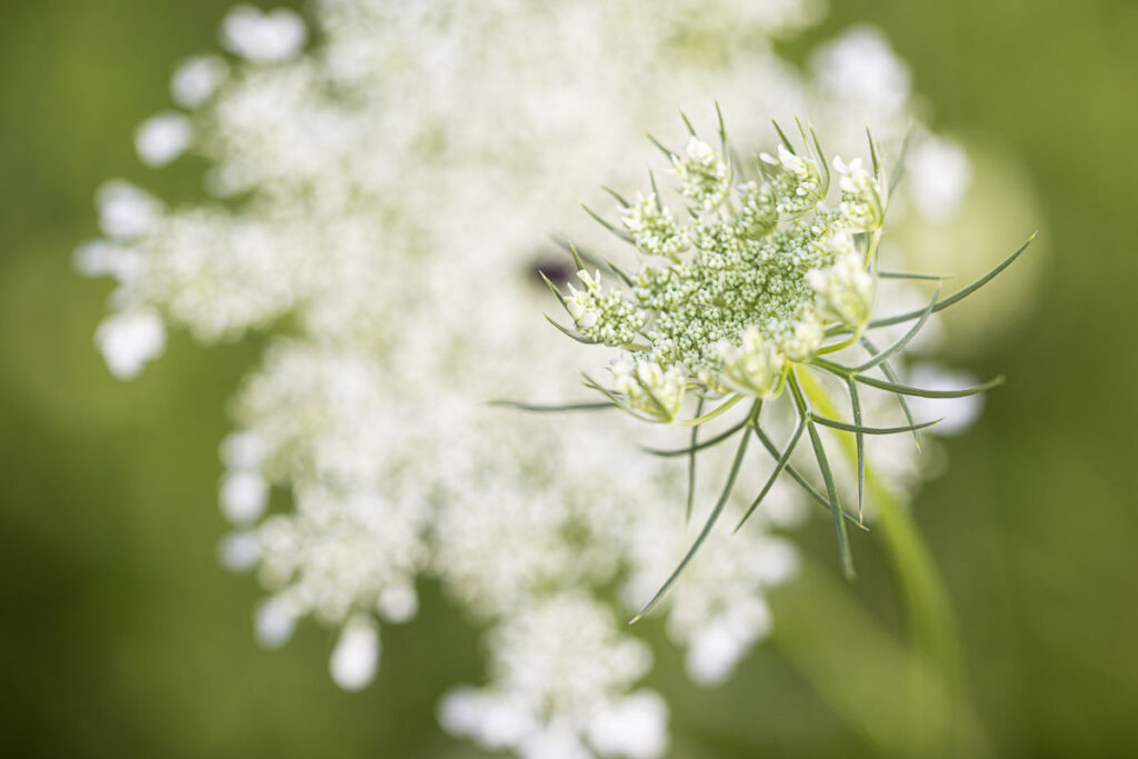 Open and opening Queen Anne's lace