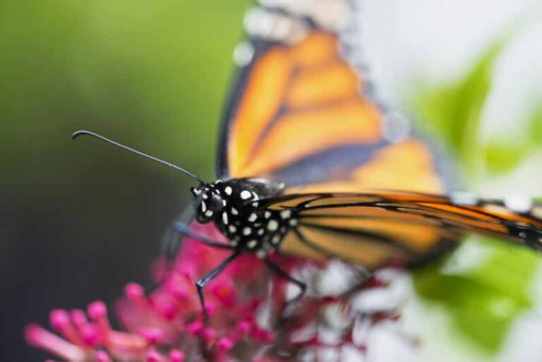 Monarch Butterfly Flowers for Mom Chautauqua