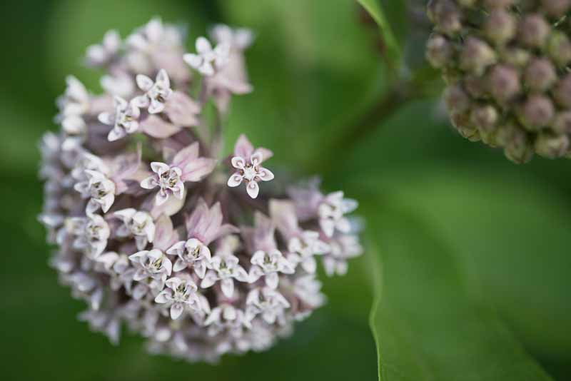 Milkweed Chautauqua Flowers for Mom July 5