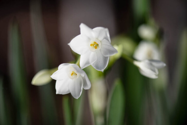 Paperwhites Free to Bloom