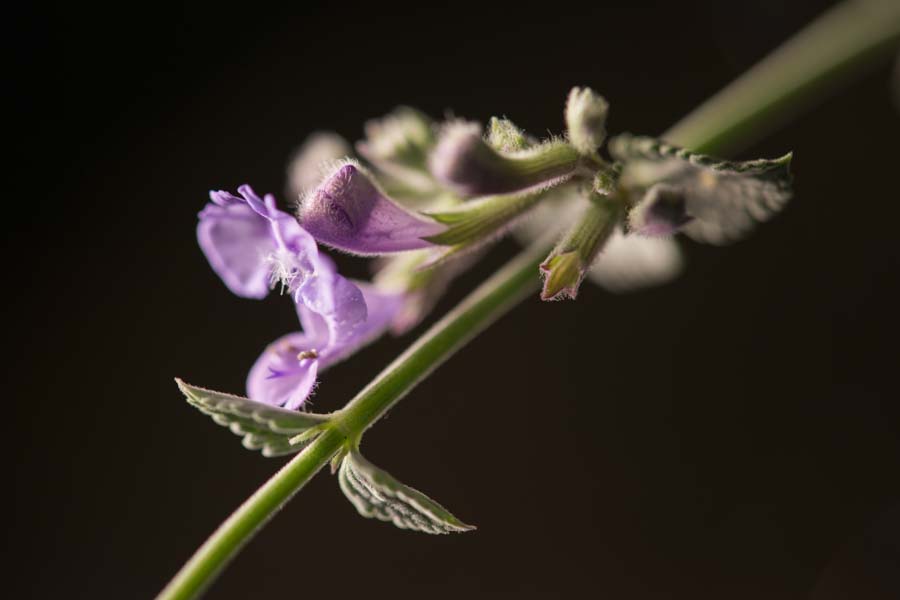 Photo by Elmore DeMott of flowering herb that reminds us that beauty abounds and we must seek it daily.